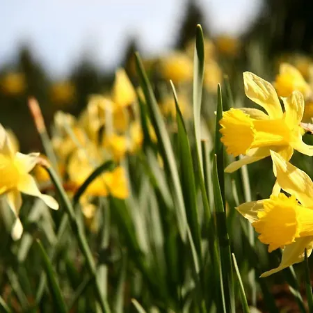 בית הארחה Gaestehaus Im Tal 18 3*